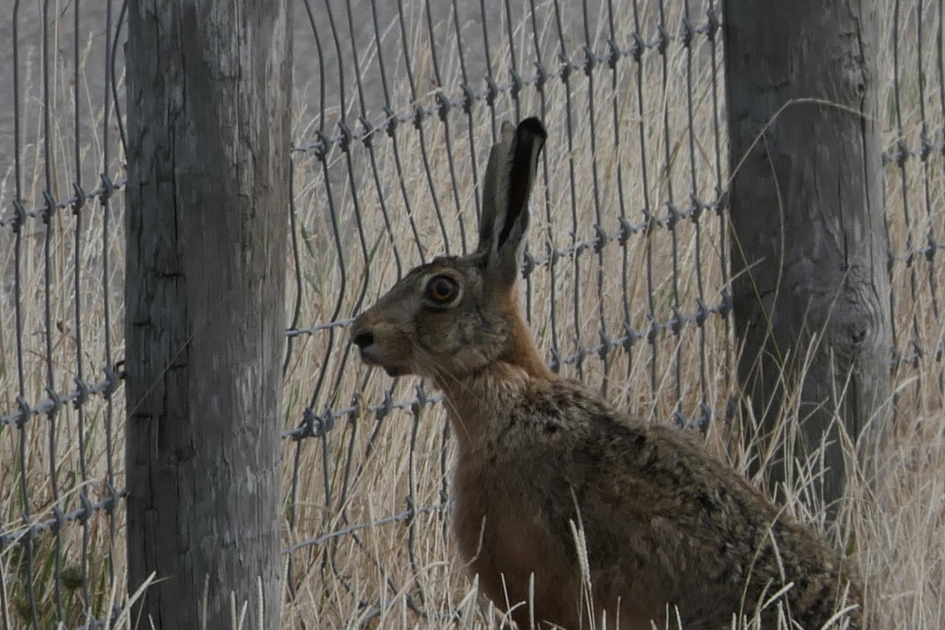 Het "haasje" - Zoogdieren - Haas