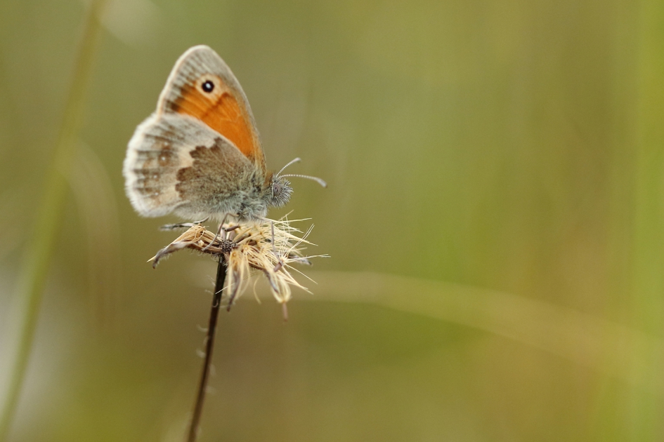hooibeestje - Geleedpotigen - 