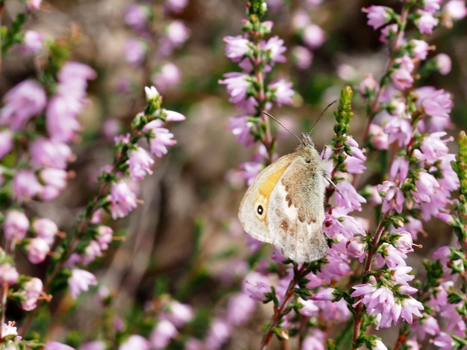 Hooibeestje - Geleedpotigen - Hooibeestje