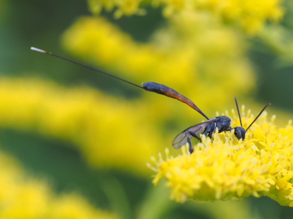 Houtsluipwesp - Geleedpotigen - Houtsluipwesp