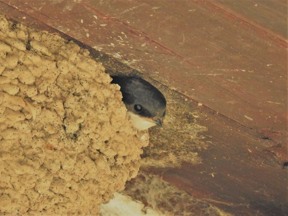 Huiszwaluwjong, dat op uitvliegen staat - Vogels - Huiszwaluw