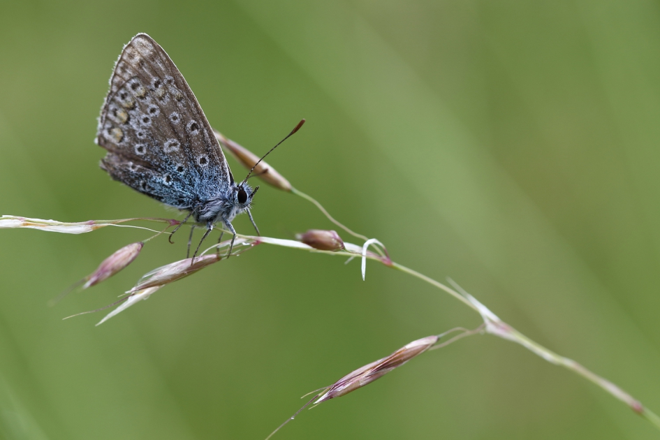 icarusblauwtje - Geleedpotigen - 