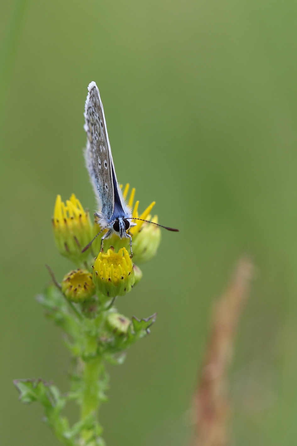 icarusblauwtje - Geleedpotigen - 