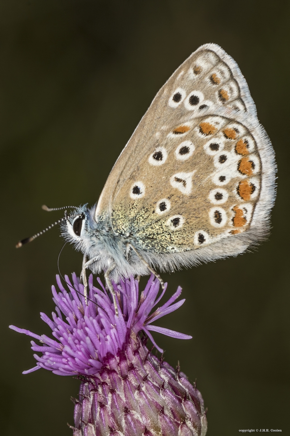 Icarusblauwtje  (Polyommatus icarus) - Geleedpotigen - Icarusblauwtje