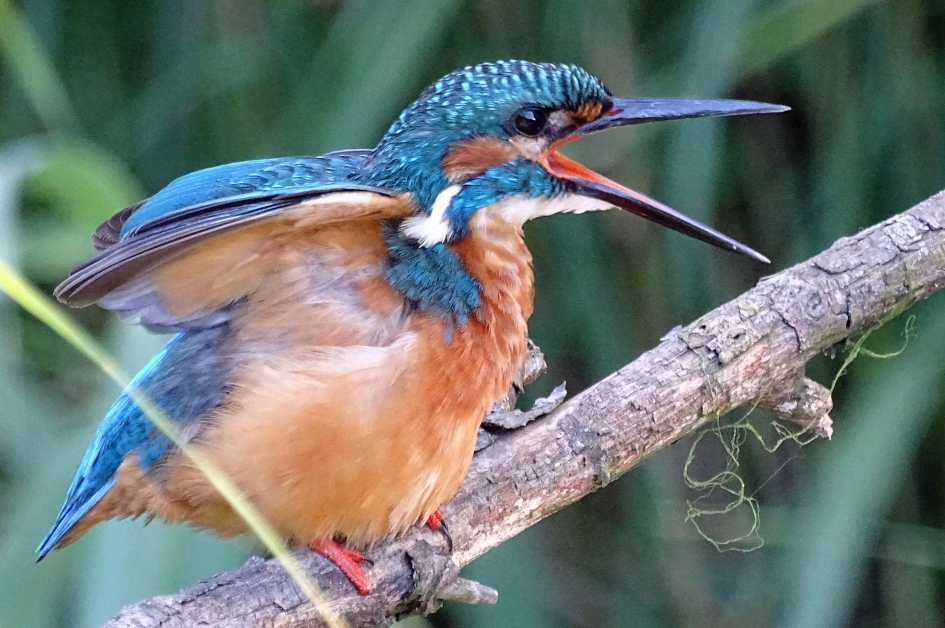 IJsvogel. - Vogels - IJsvogel.