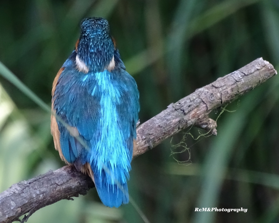 IJsvogel. - Vogels - IJsvogel.