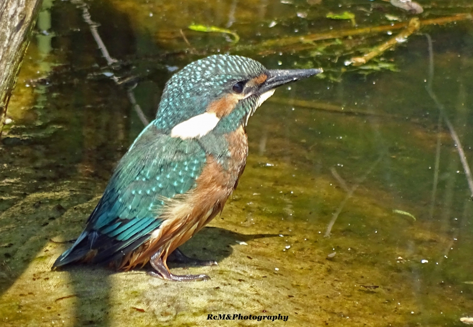 IJsvogel. - Vogels - IJsvogel.