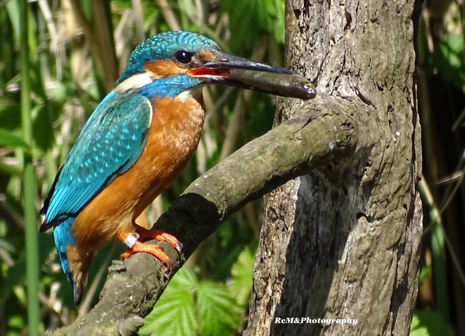 IJsvogel. - Vogels - IJsvogel.