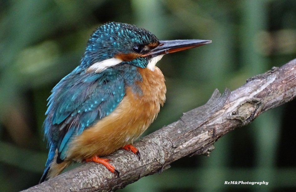 IJsvogel. - Vogels - IJsvogel.