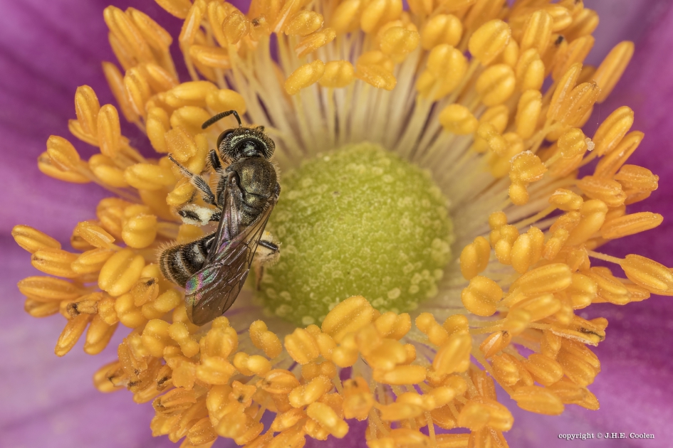 In de Anemone - Geleedpotigen - Groefbij