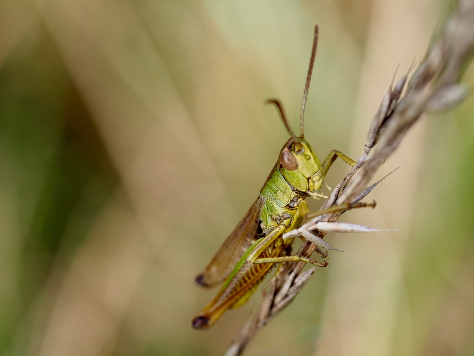 In het gras - Geleedpotigen - Krasser vermoed ik