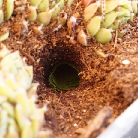 Ingang nest behangersbij