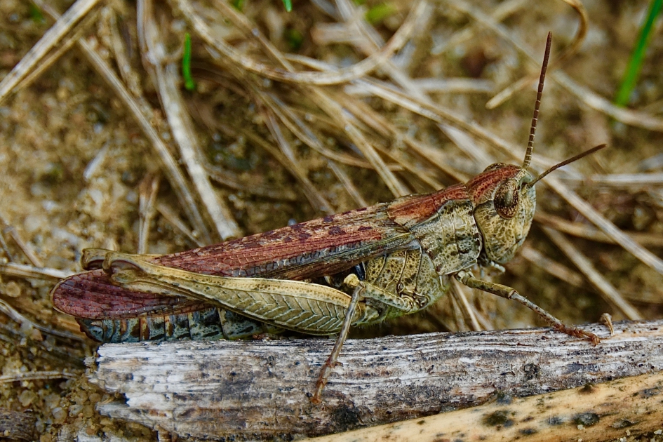 Ingewikkelde camouflage - Geleedpotigen - 