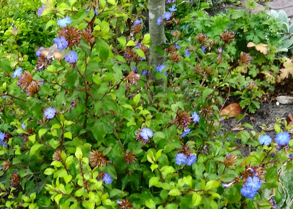 Kolibrievlinder - Geleedpotigen - Kolibrievlinder