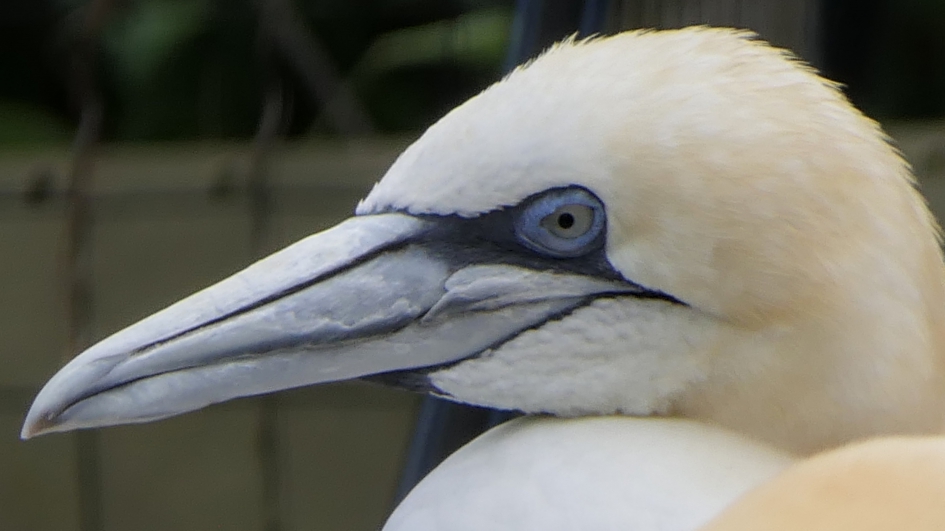 Jan van Gent - Vogels - Jan van Gent