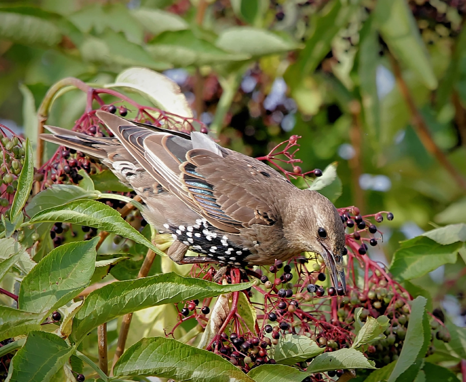 Jonge spreeuw pikt vlierbesje mee - Vogels - Spreeuw