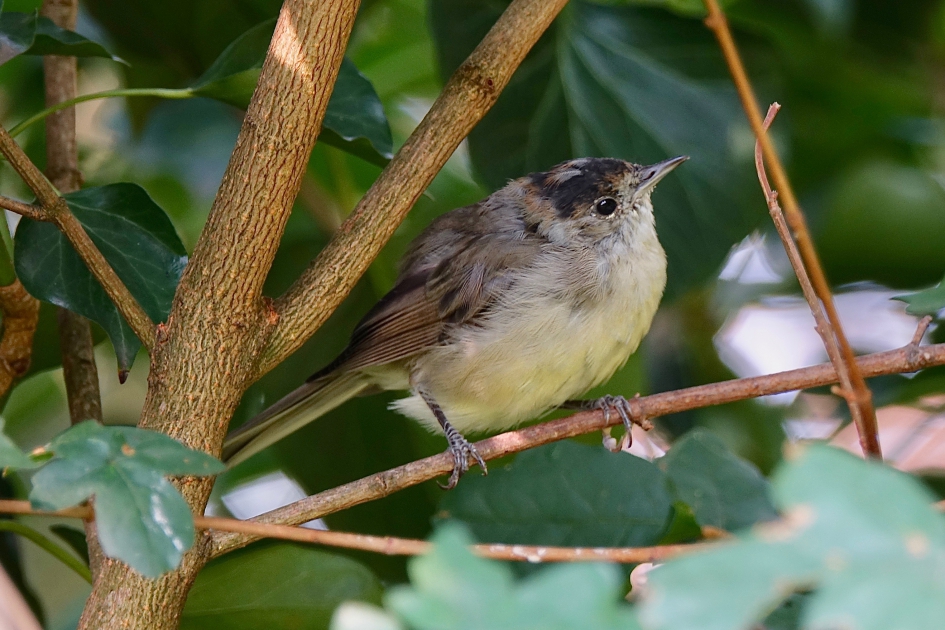 Jonge zwartkop man - Vogels - Zwartkop