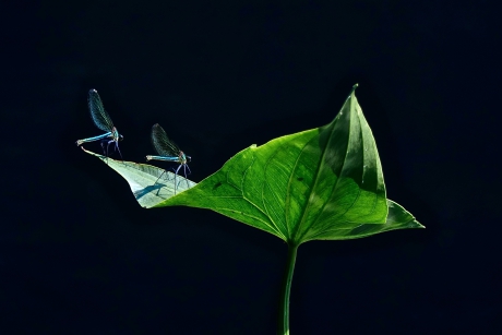 Juffers op pijlkruid