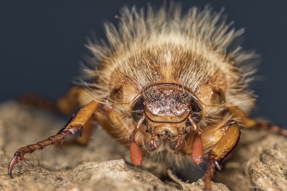 Junikever (Amphimallon solstitiale) - Geleedpotigen - Junikever