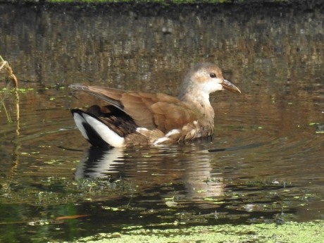 Juveniel waterhoentje