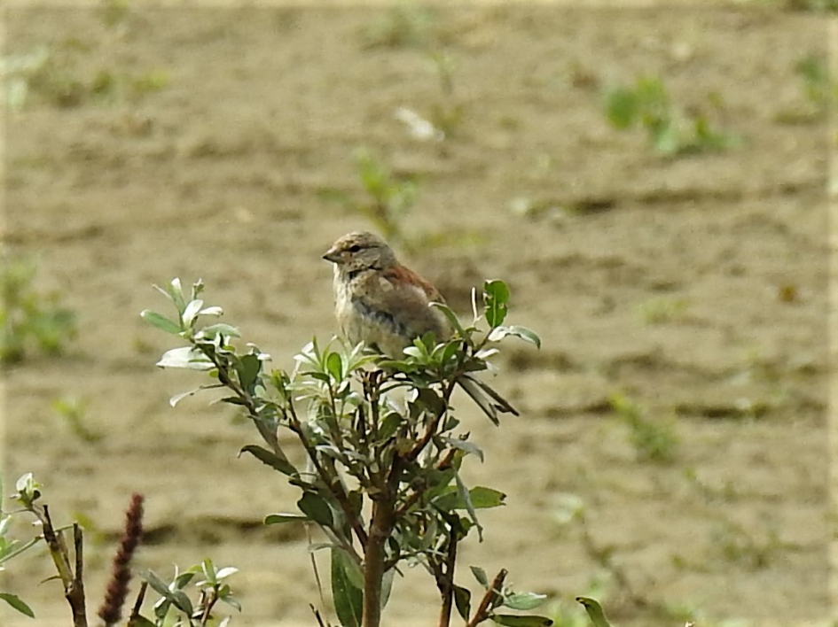 Juveniele kneu - Vogels - Kneu