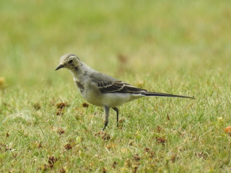 Juveniele witte kwikstaart