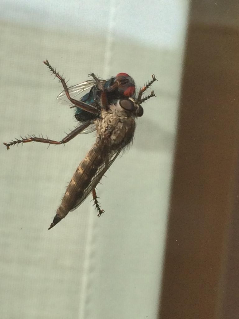 Kannibaal? - Geleedpotigen - 