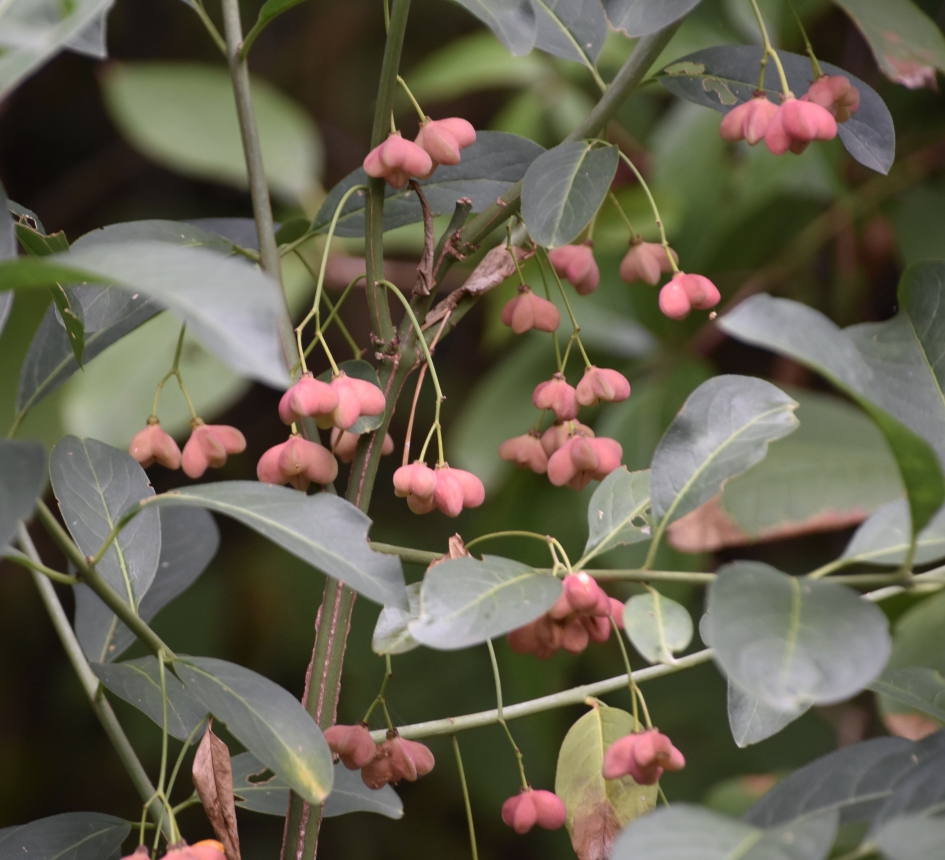 Kardinaalshoed - Planten - 