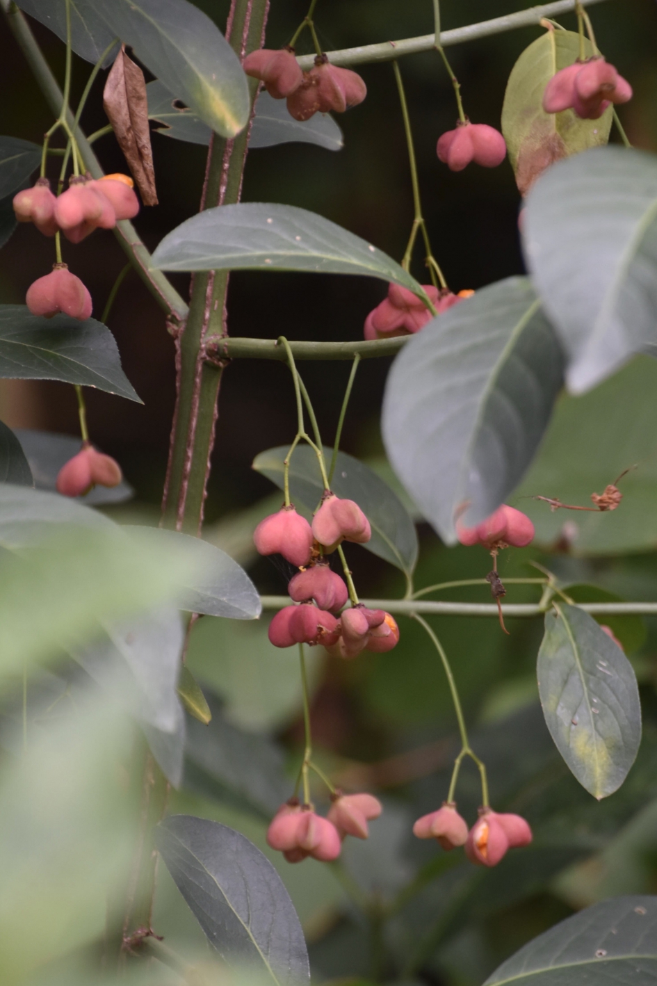 Kardinaalshoed - Planten - 