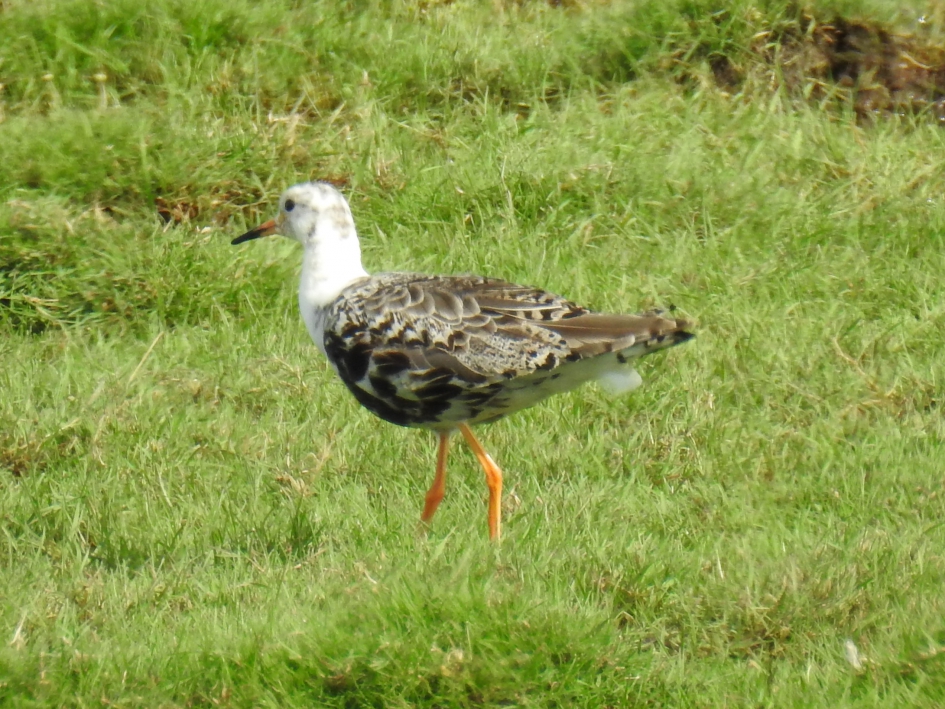 Kemphaan - Vogels - Kemphaan