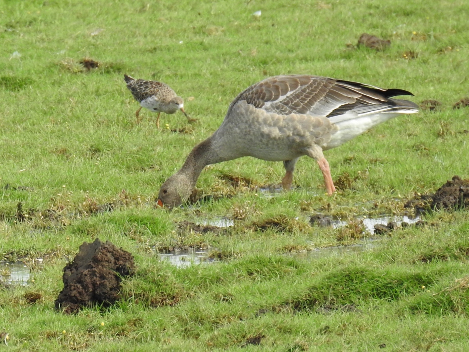 Kemphaan met grauwe gans - Vogels - Kemphaan