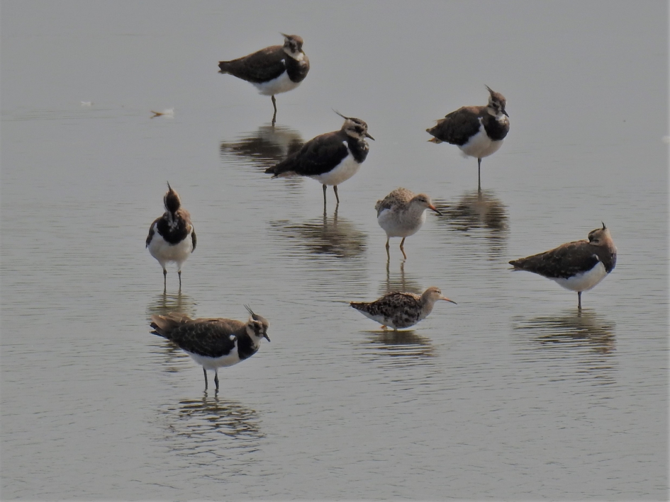 Kemphanen tussen een grote groep kieviten - Vogels - Kemphaan