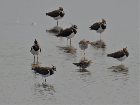 Kemphanen tussen een grote groep kieviten
