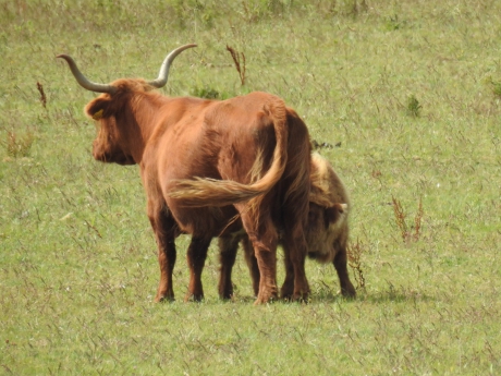 Kalf probeert nog melk te bietsen bij mama