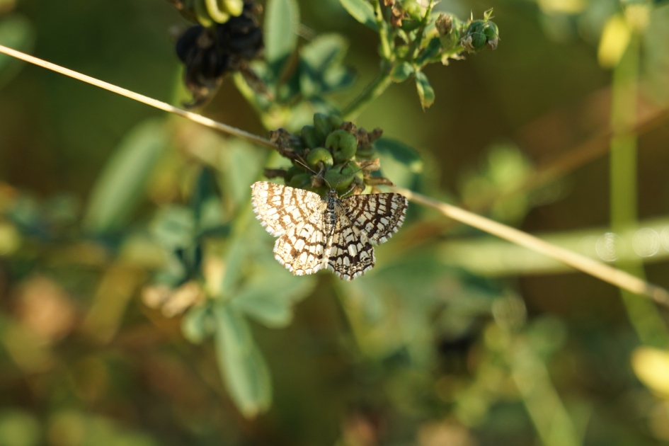 Klaverspanner - Geleedpotigen - Klaverspanner