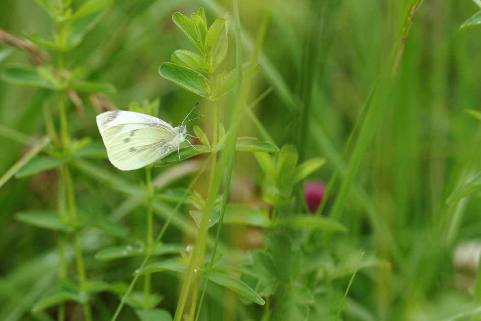 klein geaderd witje - Geleedpotigen - 