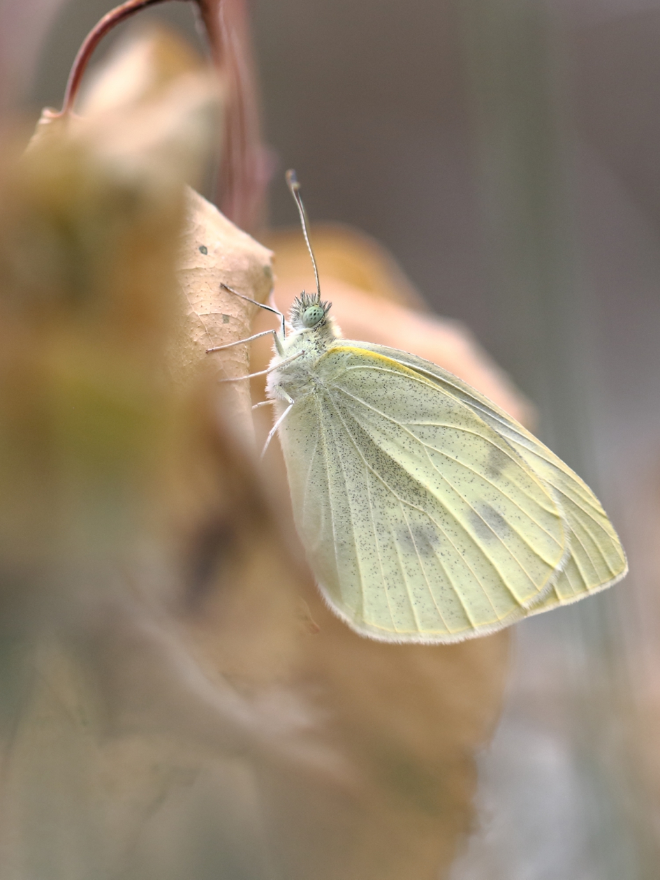 klein koolwitje - Geleedpotigen - 
