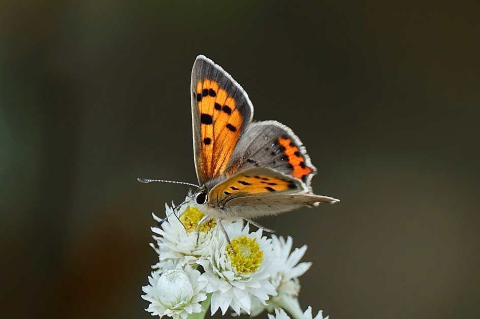 Kleine vuurvlinder - Geleedpotigen - Kleine vuurvlinder