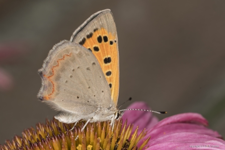 Kleine vuurvlinder (Lycaena phlaeas)