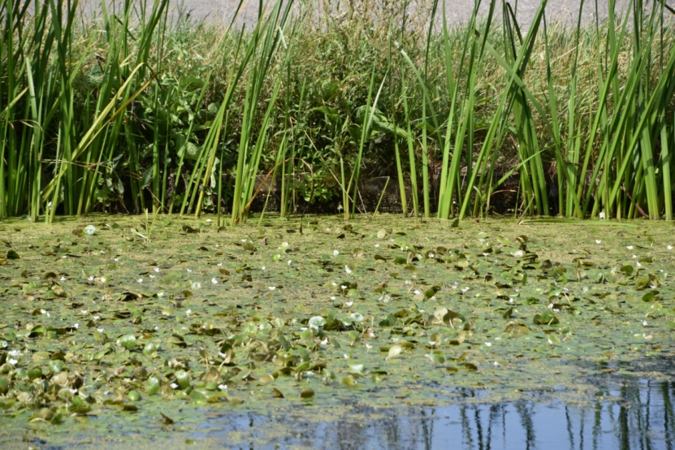 Kleine witte bloemetjes.... - Planten - 
