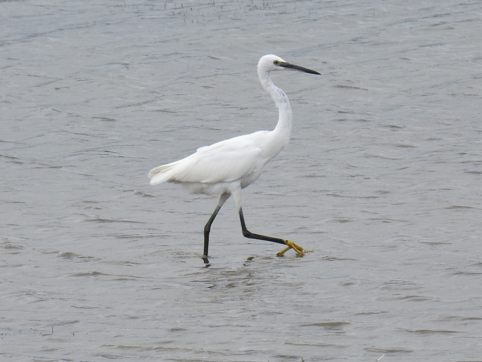 Kleine zilverreiger - Vogels - Kleine zilverreiger