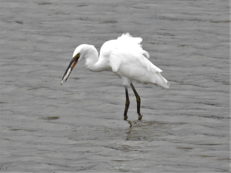 Kleine zilverreiger met prooi
