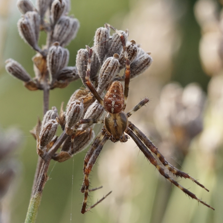 Kleurt goed! - Geleedpotigen - Kruisspin