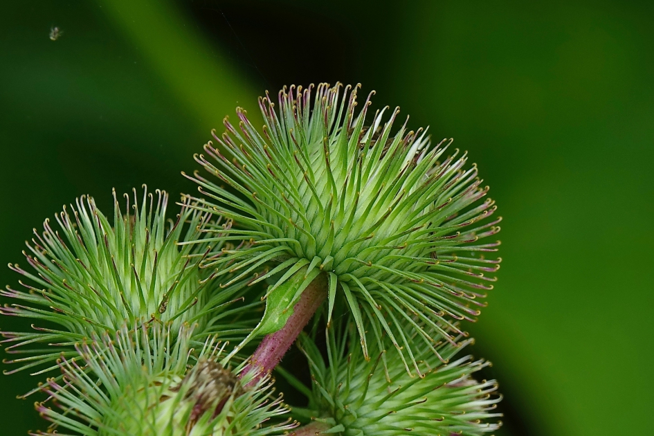 Klithaakjes - Planten - Klit