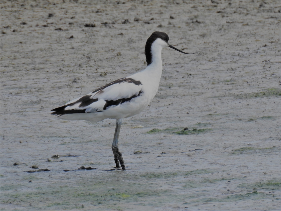 Kluut - Vogels - Kluut
