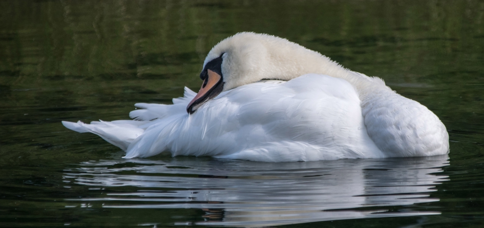 Knobbelzwaan. - Vogels - Knobbelzwaan.