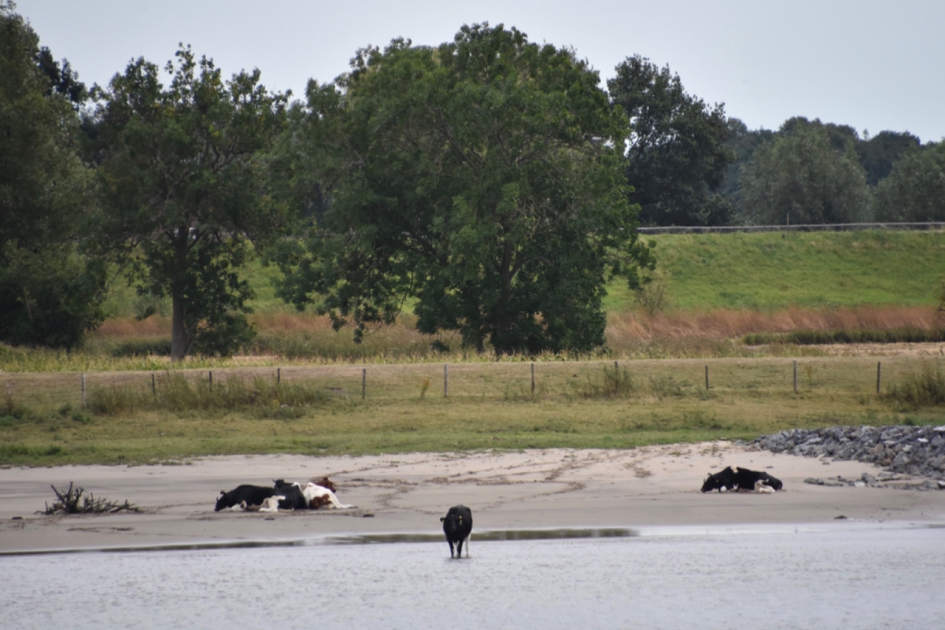 Koeien op een strandje..... - Zoogdieren - 