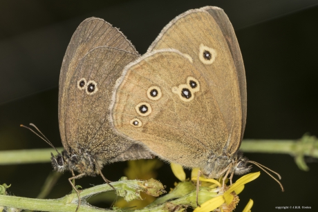 Koevinkje (Aphantopus hyperantus)