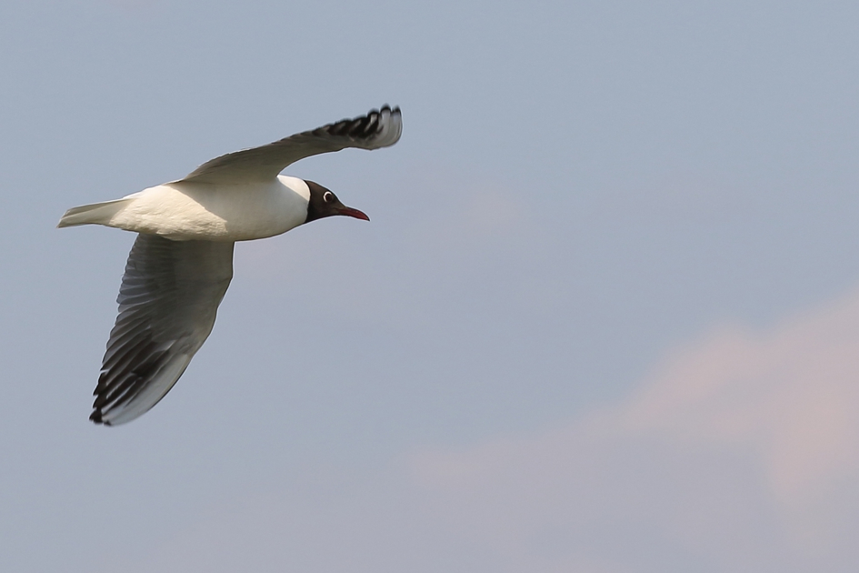 kokmeeuw -zomerkleed- - Vogels - 