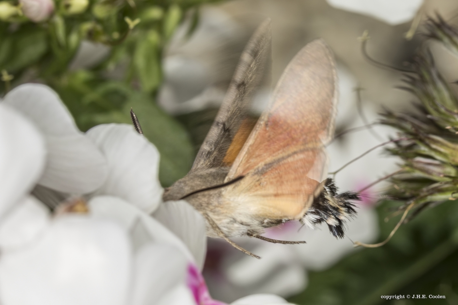 Kolibrievlinder  (Macroglossum stellatarum) - Geleedpotigen - Kolibrievlinder